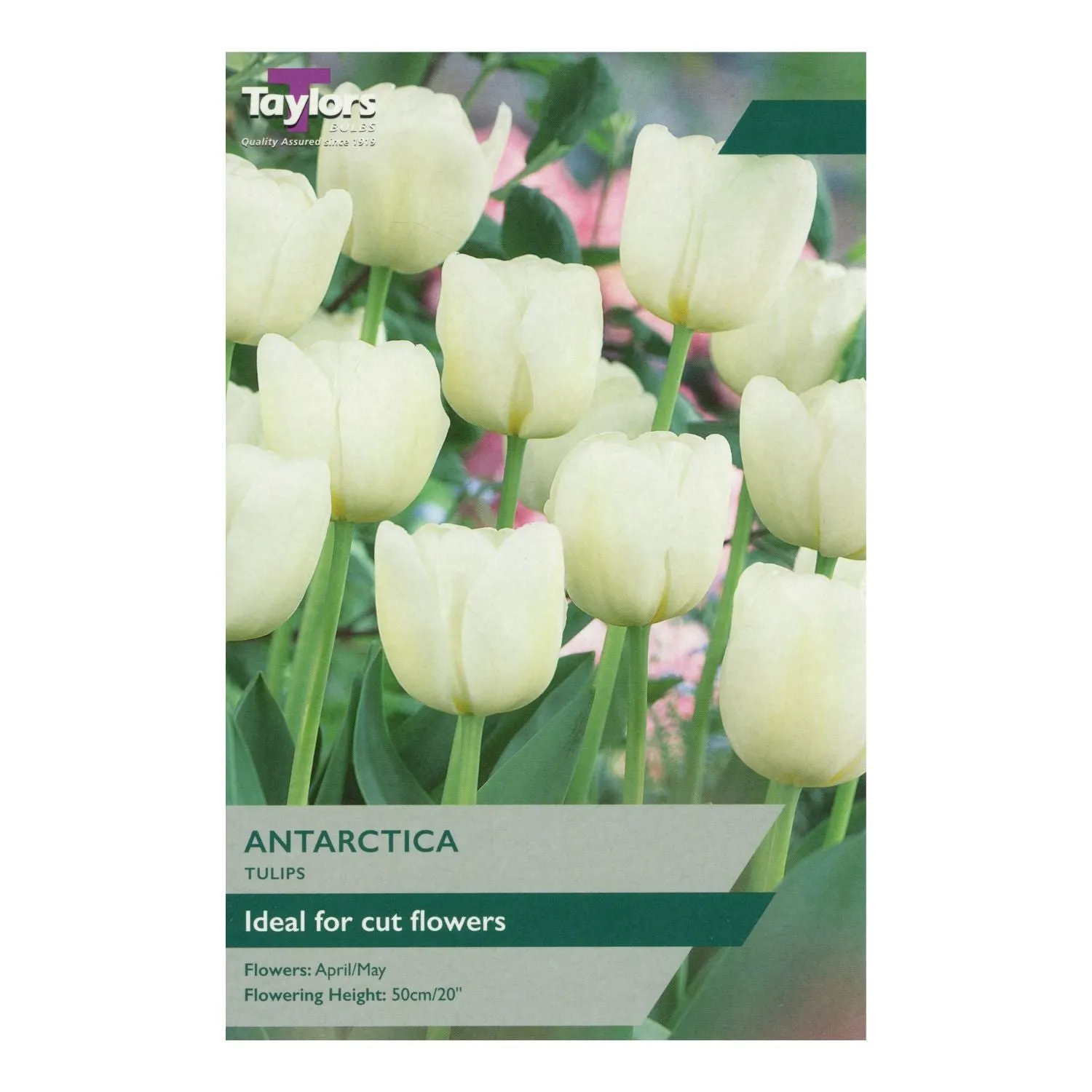 Taylors 6 Antarctica Tulip Bulbs