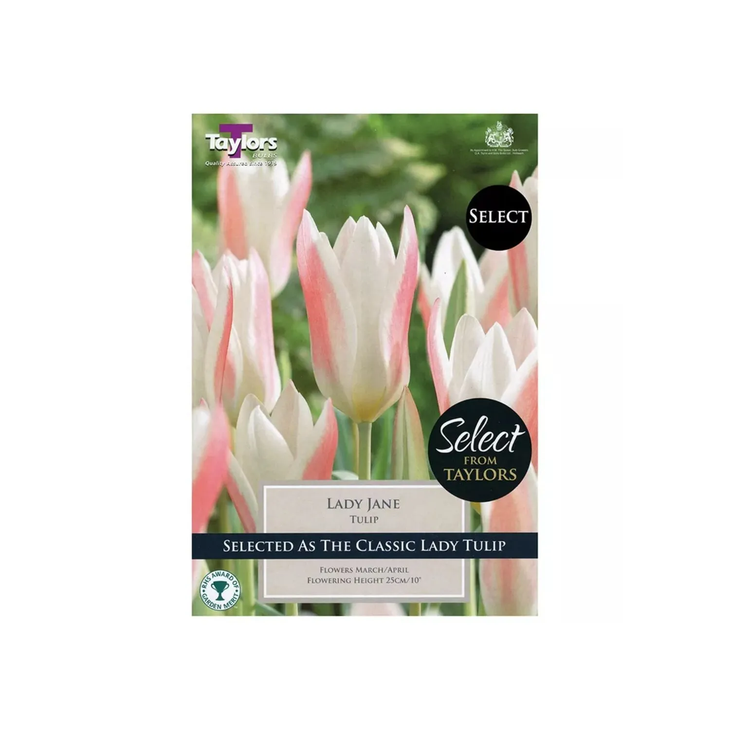 Taylors Select 10 Lady Jane Tulip Bulbs