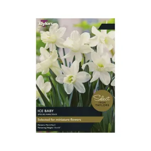 Taylors Select 9 Ice Baby Narcissus Bulbs