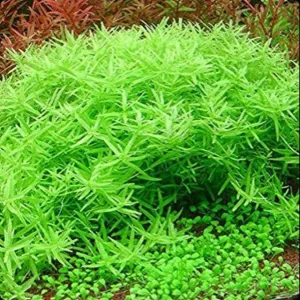 TCulture Rotala sp. Green (Pot)