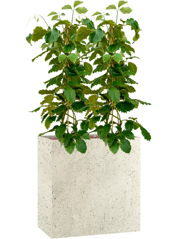 Tetrastigma voinierianum in Grigio Office Plant With Pot 153cm Height 29cm Dia