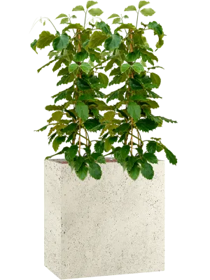 Tetrastigma voinierianum in Grigio Office Plant With Pot 153cm Height 29cm Dia