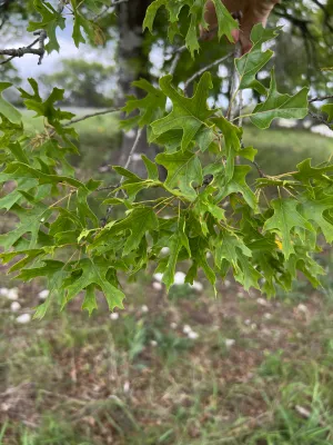 Texas Red Oak  1 Oz  15 Seeds  Buckley’s Oak  Quercus buckleyi