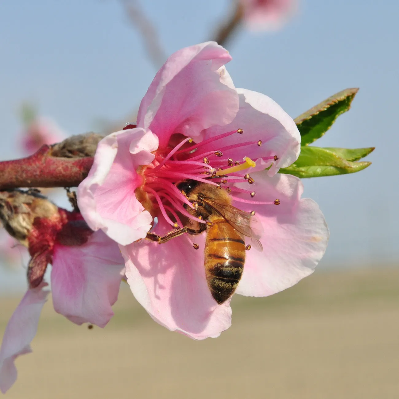 TexStar Peach Tree