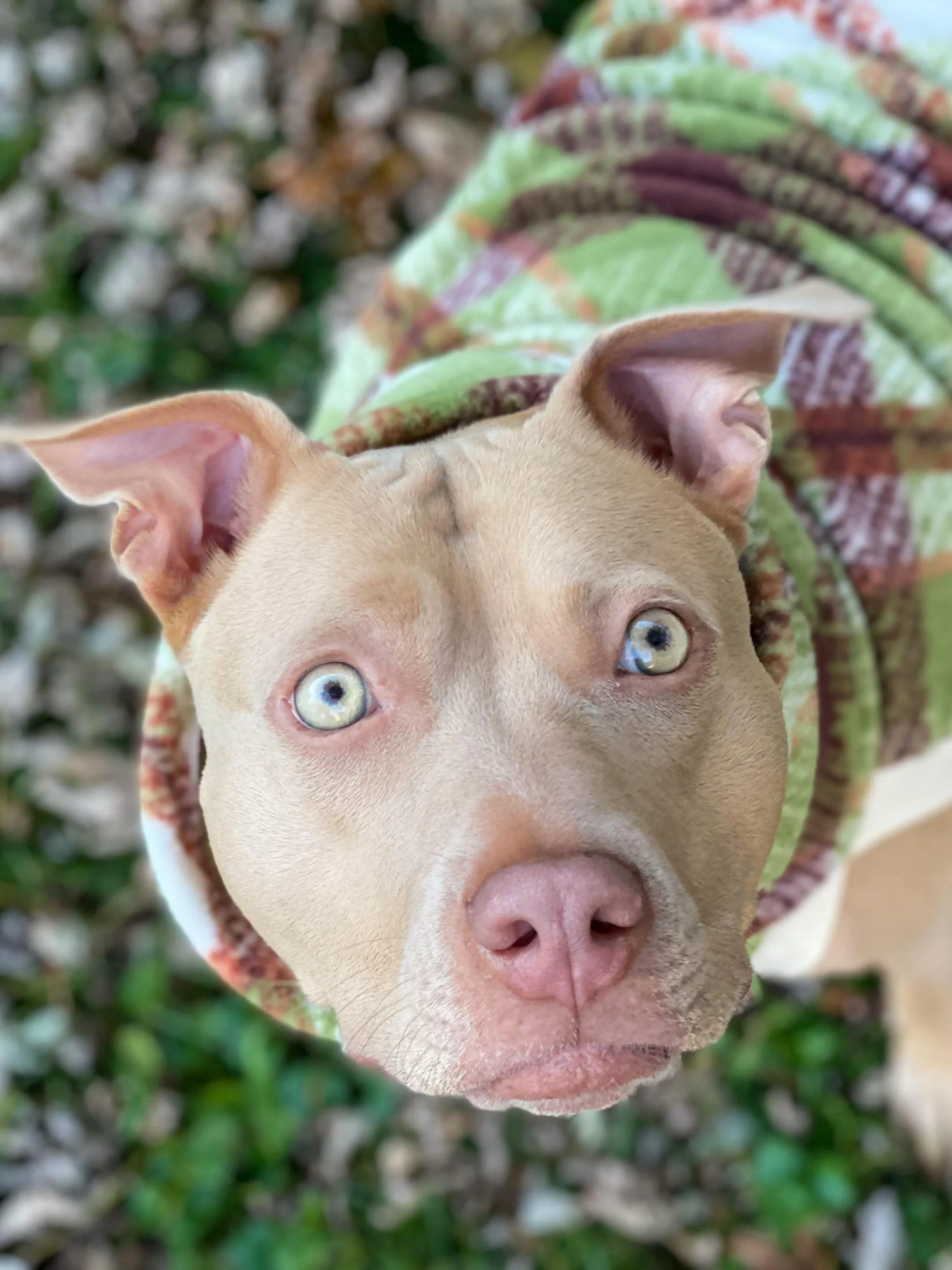 The Autumn Plaid Dog Sweater