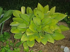 The Minnesota Mafia Hosta