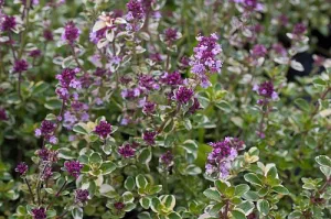 Thyme  Foxley