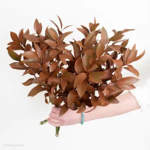 Tinted Bronze Israeli Ruscus Greenery