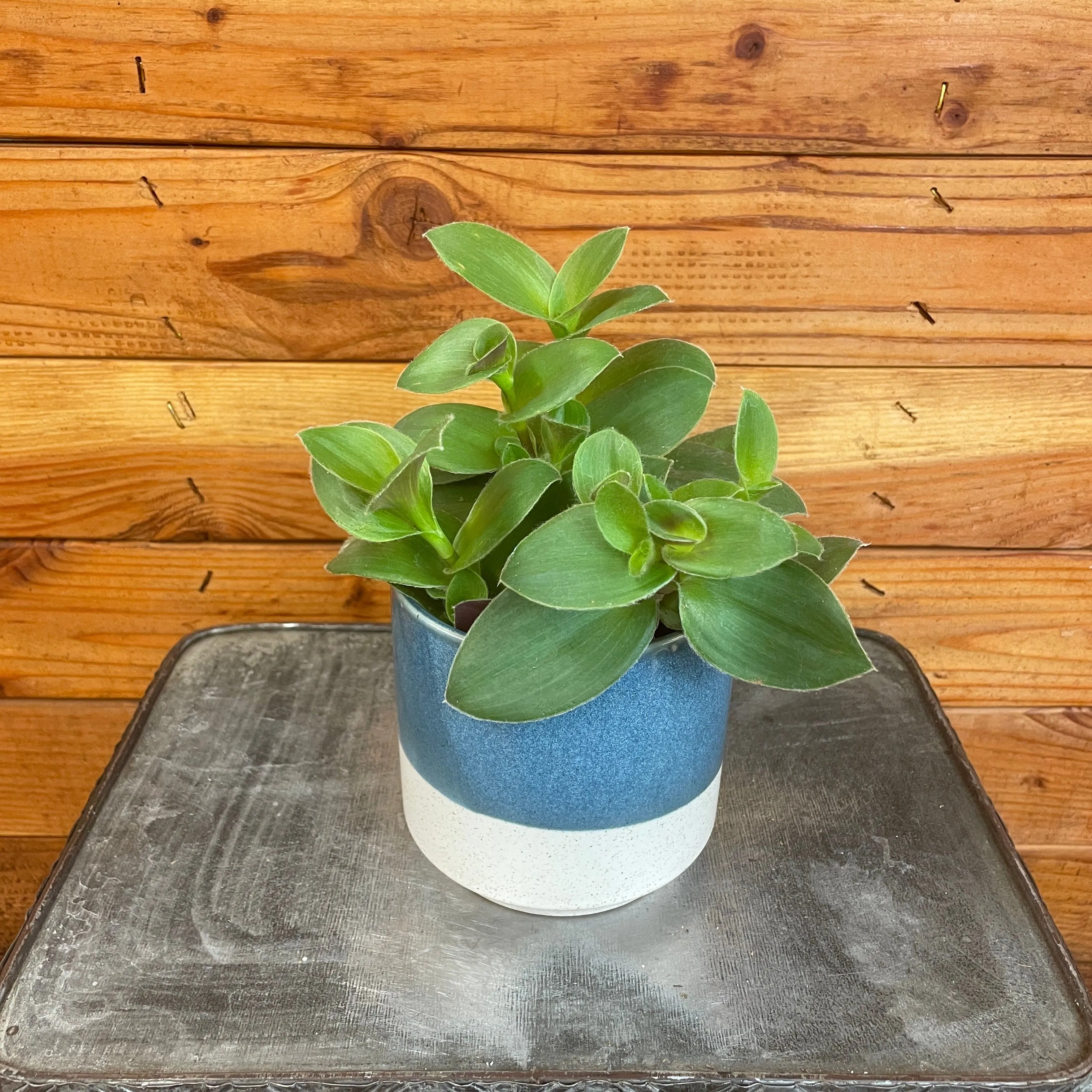 Tradescantia Sillamontana Purple Teddy Bear Vine, 4" Plant