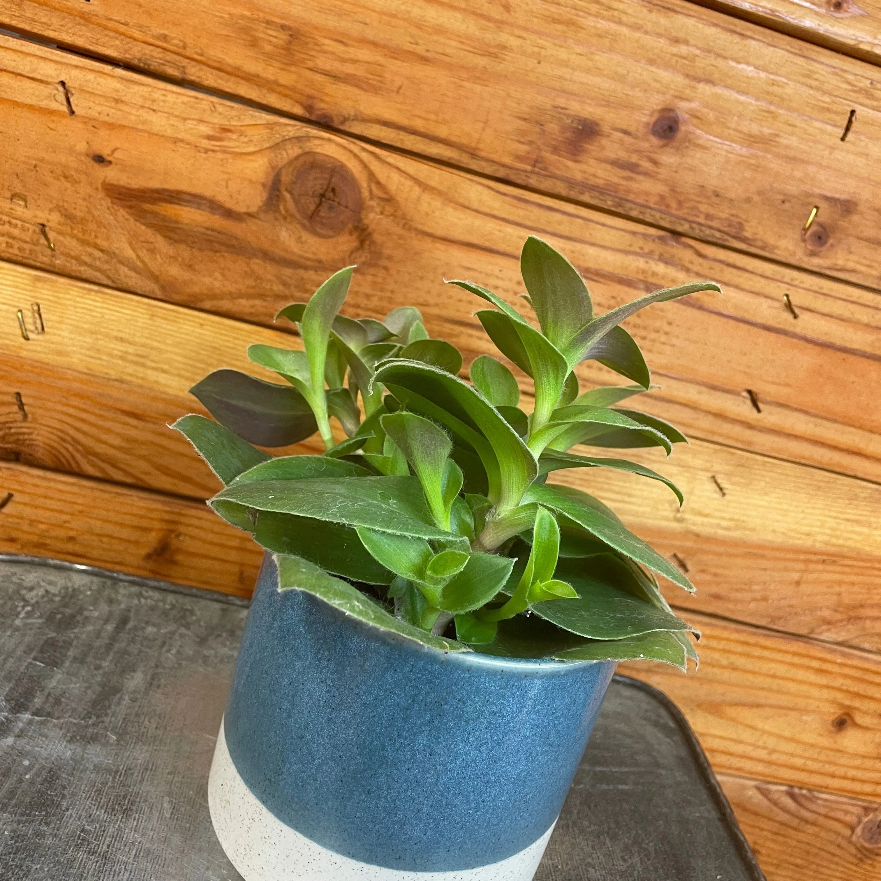 Tradescantia Sillamontana Purple Teddy Bear Vine, 4" Plant