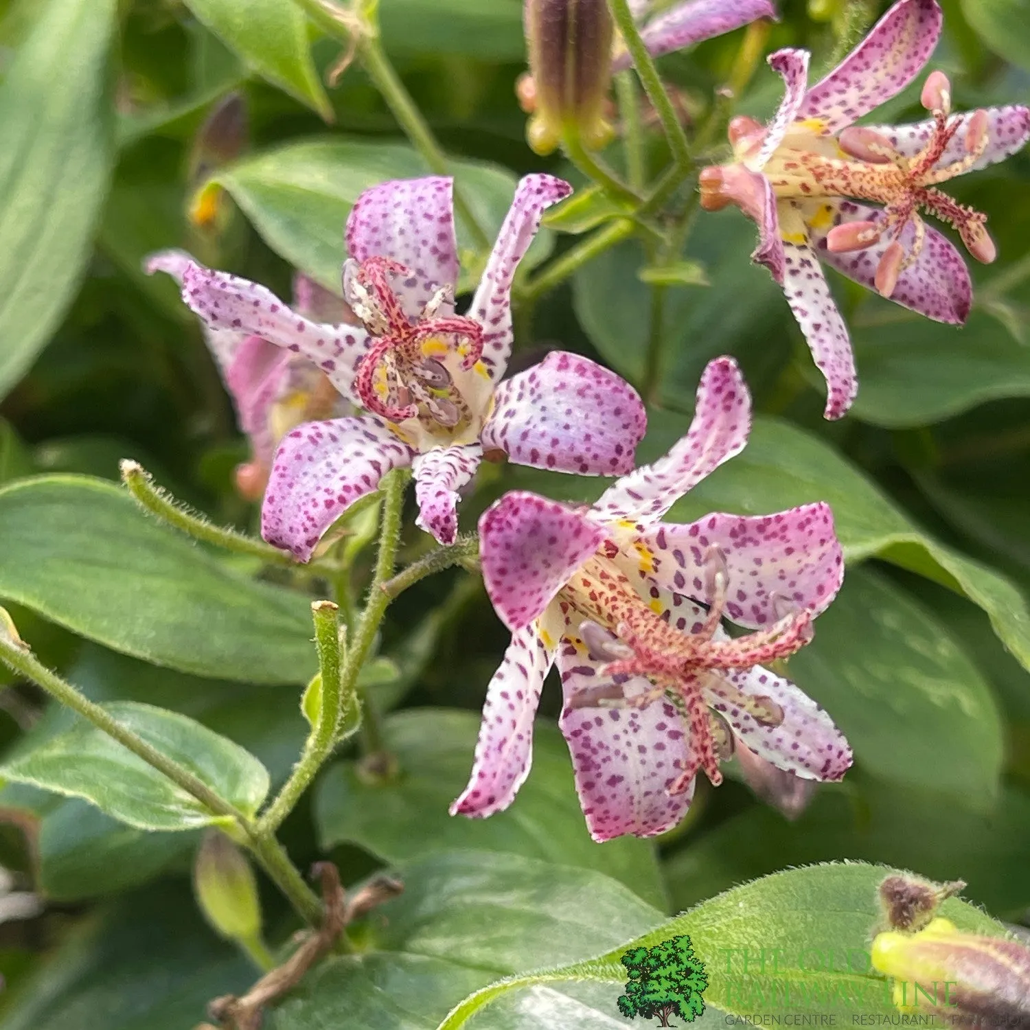 Tricyrtis 'Pink Freckles' Toad Lily Plant 3Ltr Pot