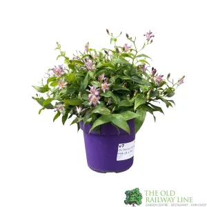 Tricyrtis 'Pink Freckles' Toad Lily Plant 3Ltr Pot