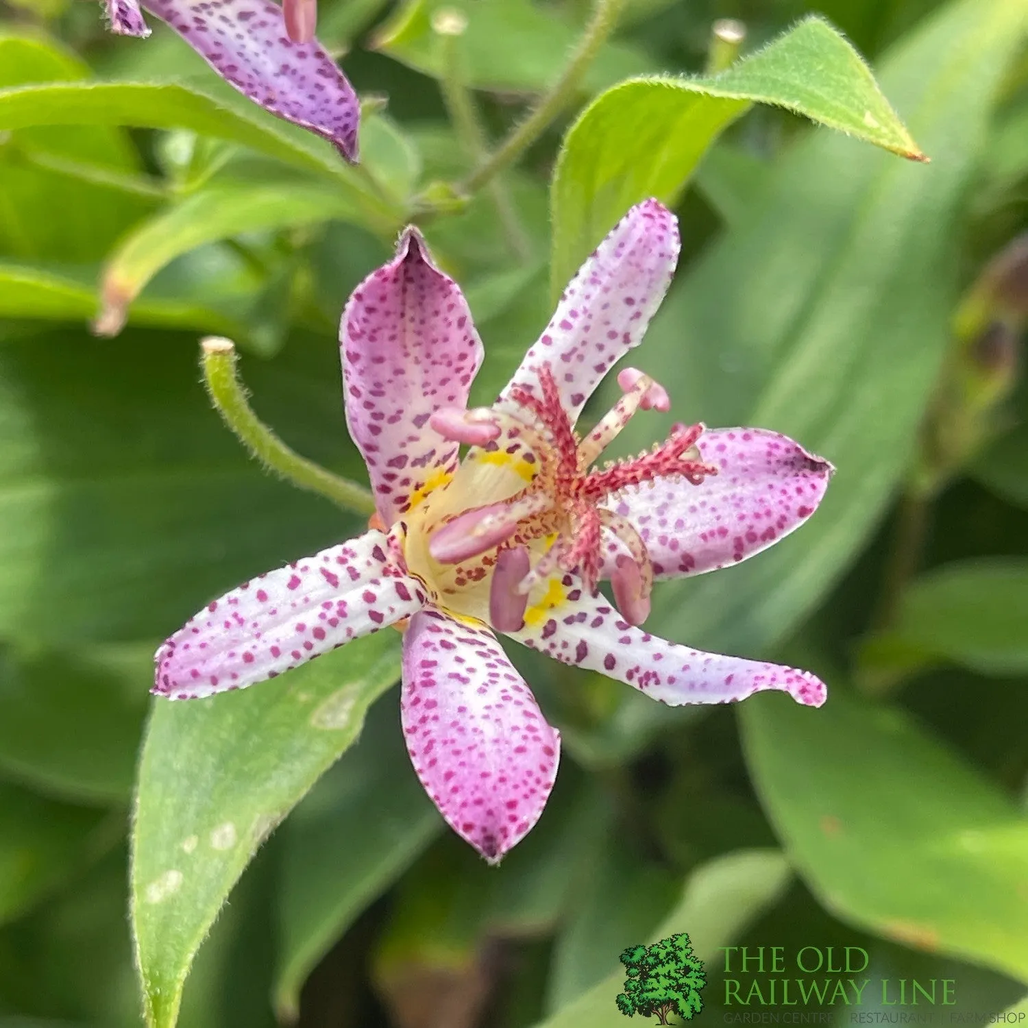 Tricyrtis 'Pink Freckles' Toad Lily Plant 3Ltr Pot