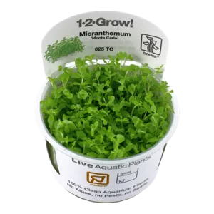 Tropica Micranthemum Monte Carlo 1-2-Grow