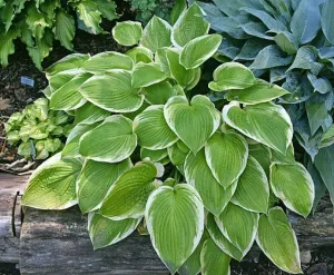 Tropicana Hosta