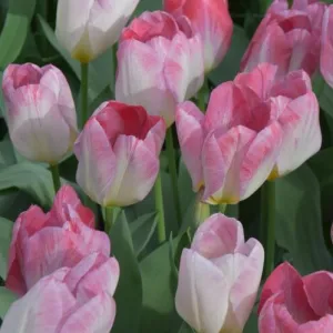 Tulip 'Flaming Purissima'