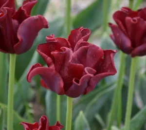 Tulip 'Red Dress'