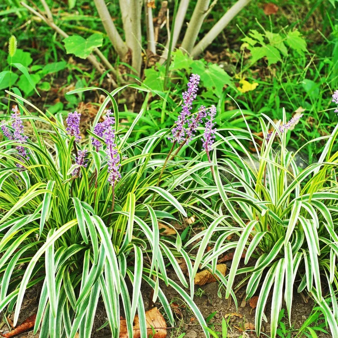 Variegated Liriope