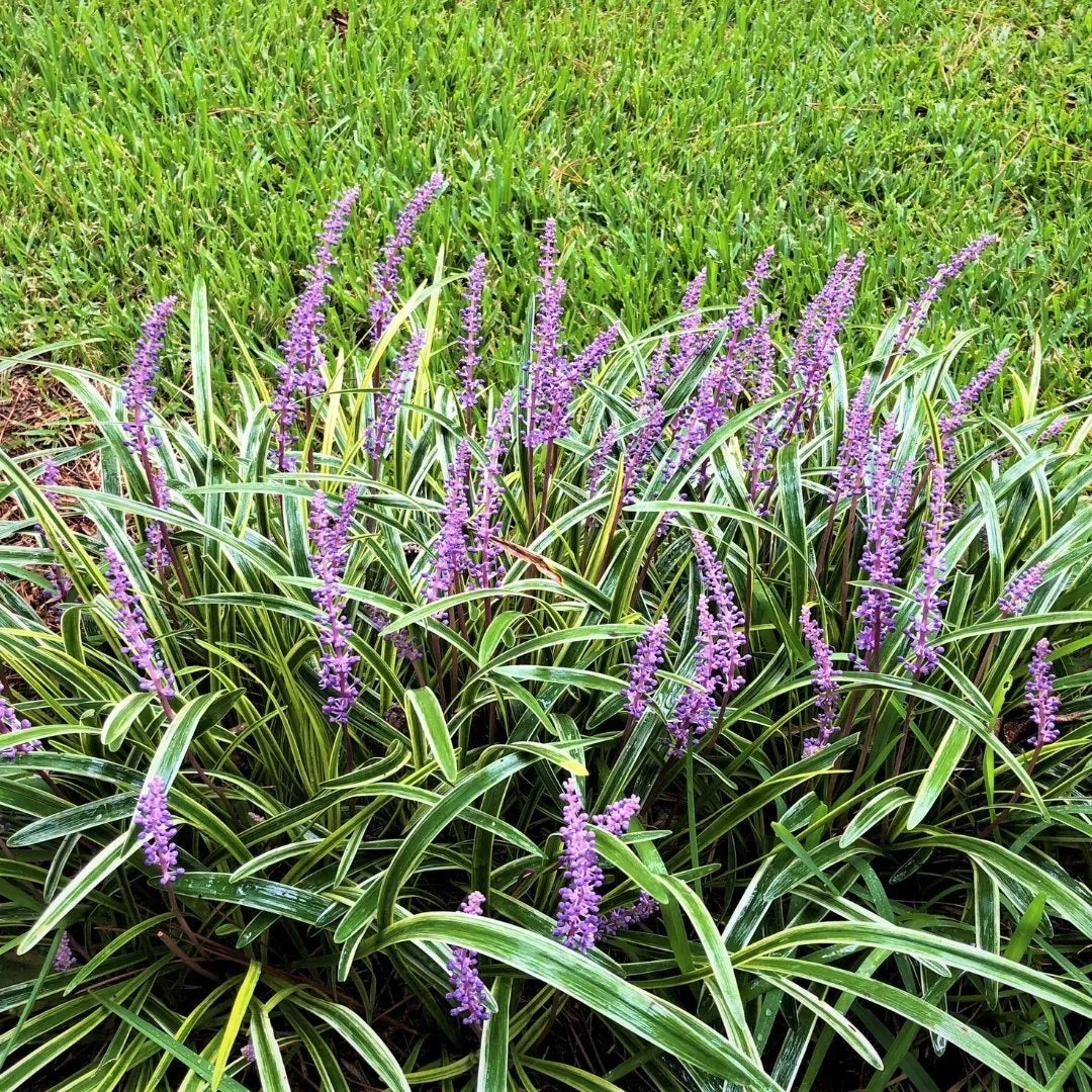 Variegated Liriope