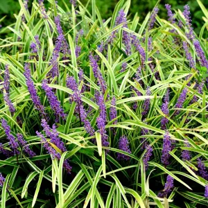 Variegated Liriope