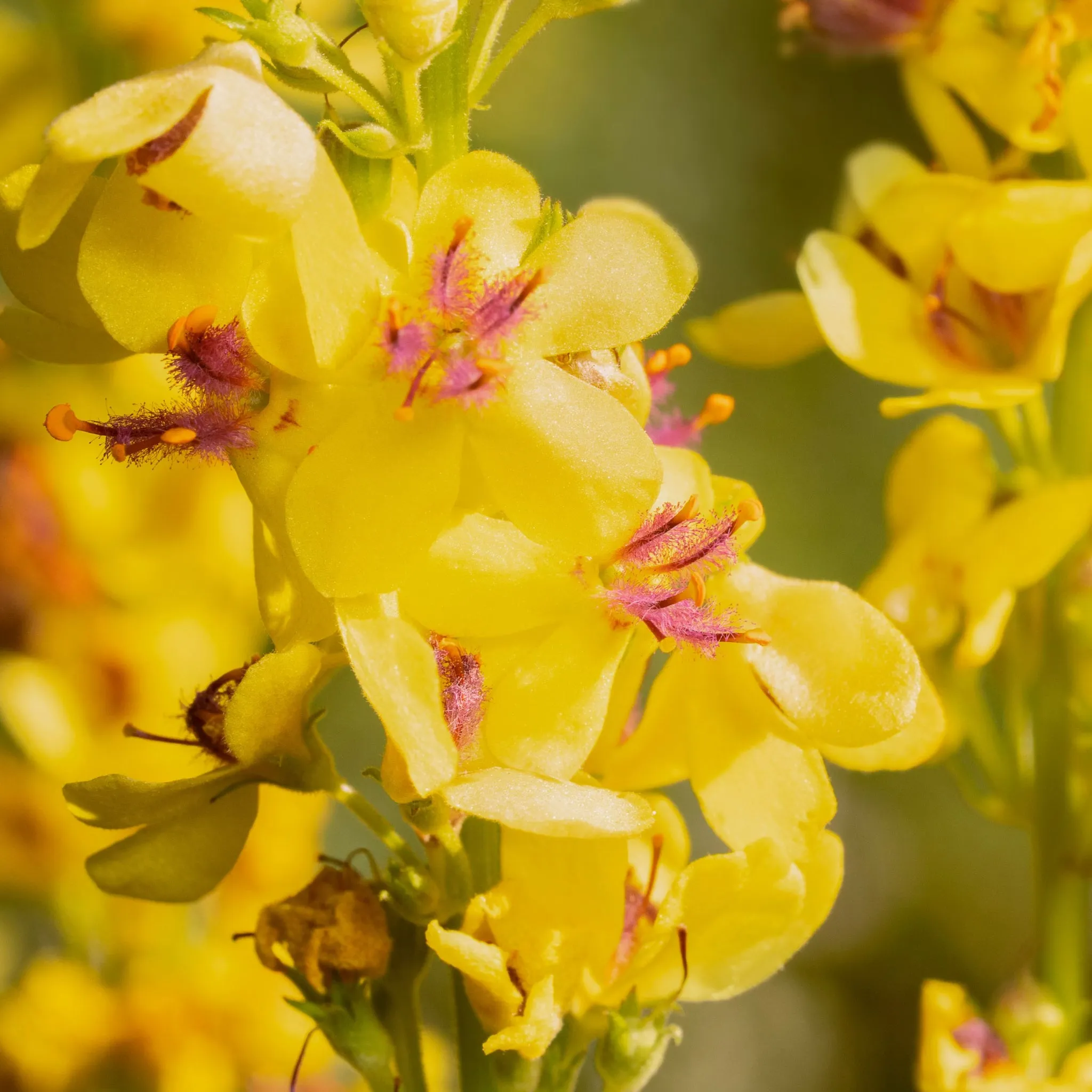 Verbascum x hybridum 'Banana Custard' 1L