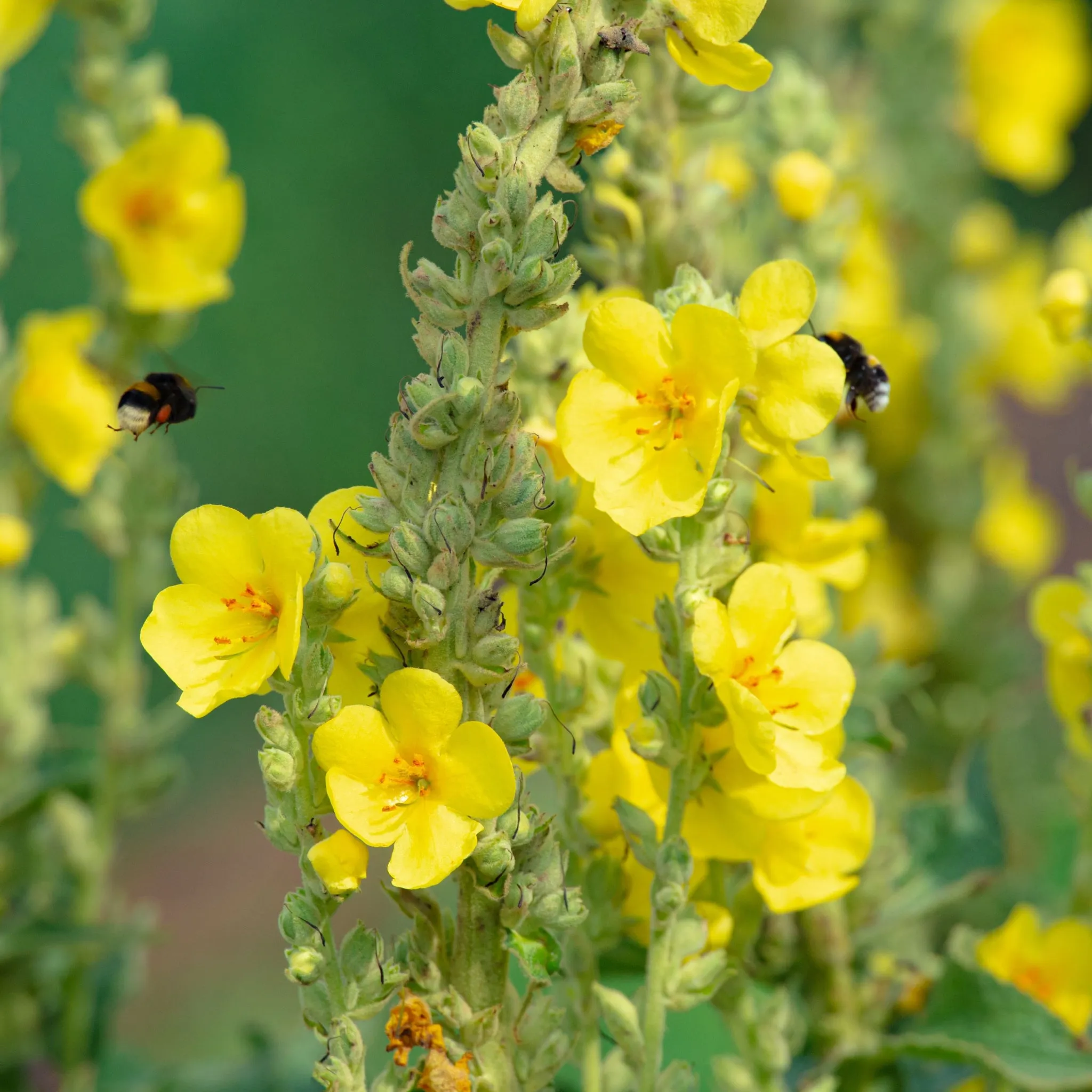 Verbascum x hybridum 'Banana Custard' 1L