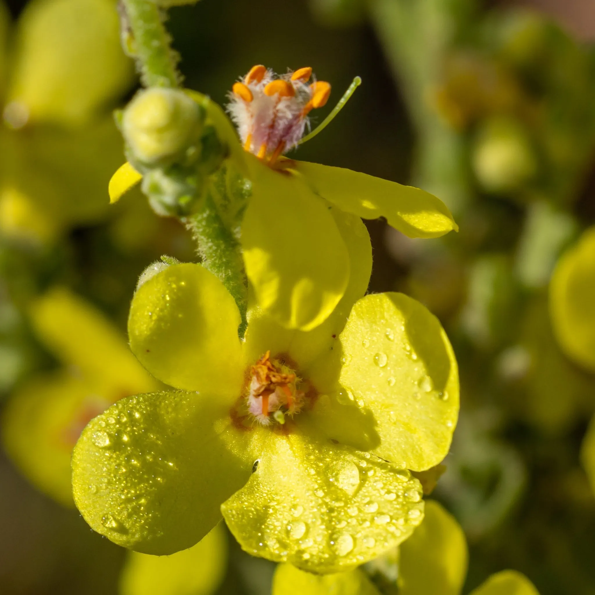 Verbascum x hybridum 'Banana Custard' 1L