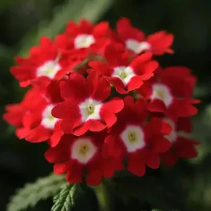 Verbena Quartz Red With Eye Flower Seeds