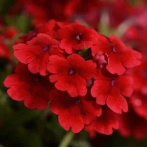 Verbena Quartz Scarlet Flower Seeds