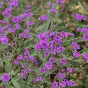 Verbena Santos Purple 3L