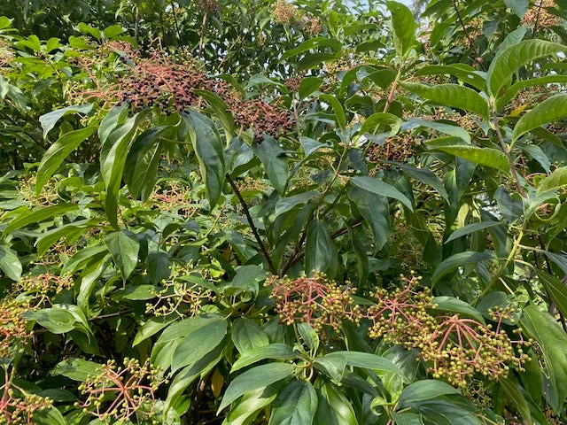 Viburnum cylindricum ZHNP (Tubeflower Viburnum)