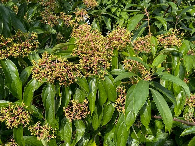 Viburnum cylindricum ZHNP (Tubeflower Viburnum)