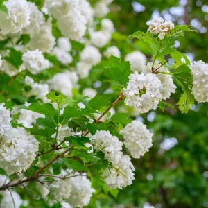 Viburnum Snowball Bush