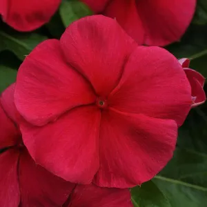 Vinca Mediterranean Dark Red Flower Seeds