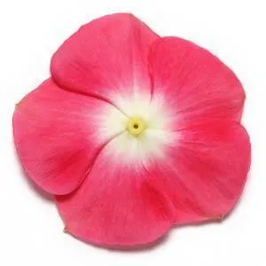 Vinca Pacifica Cherry Red Halo Flower Seeds