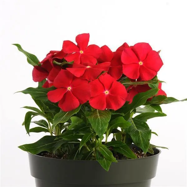 Vinca Pacifica Really Red Flower Seeds