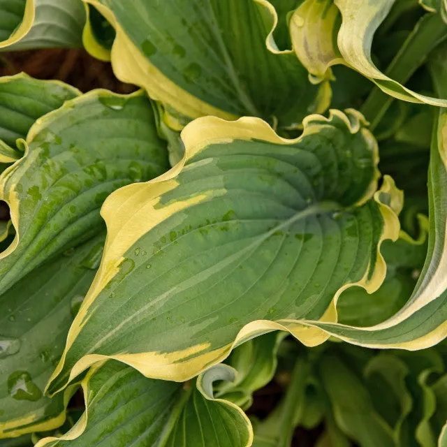 Voices in the Wind Hosta PP33265