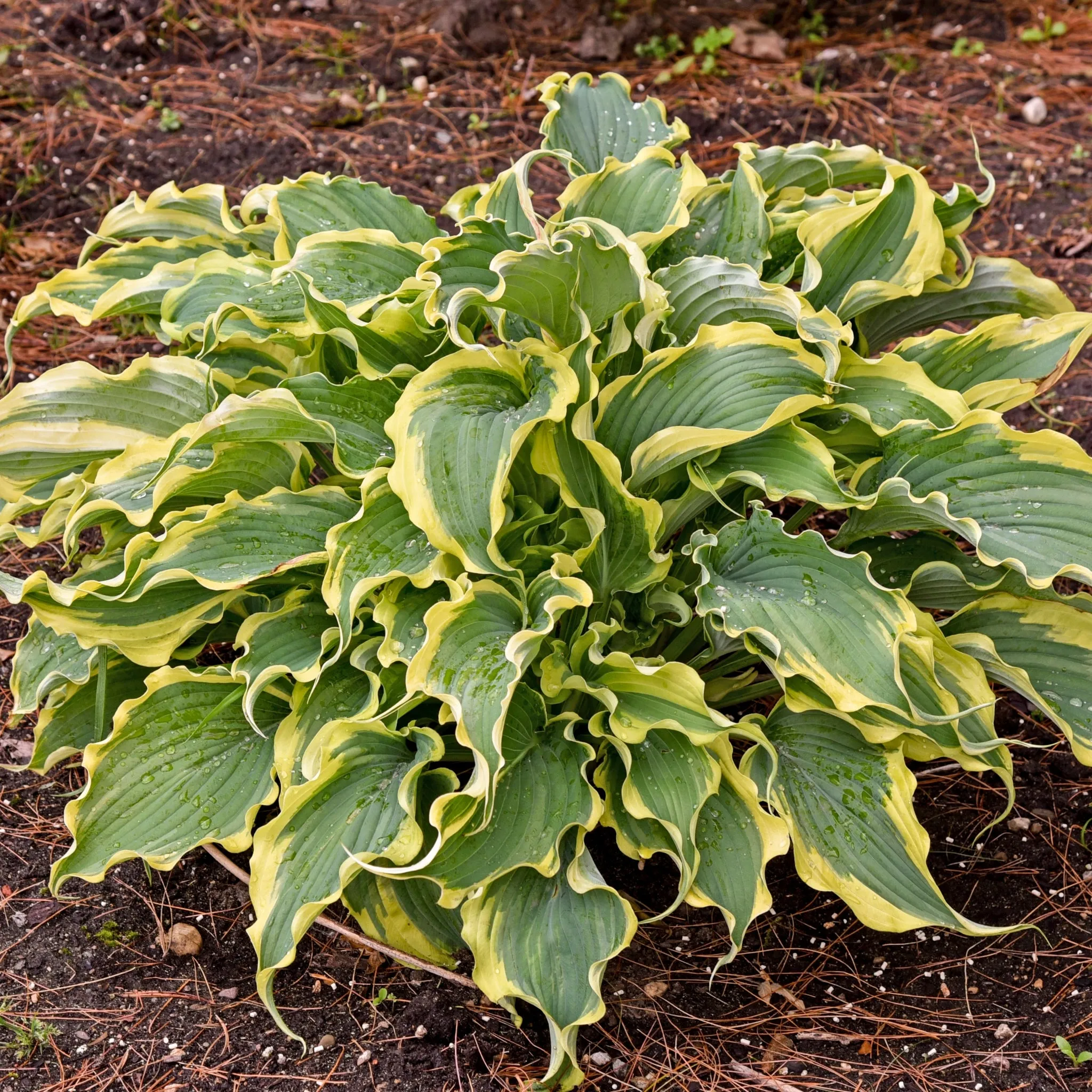 Voices in the Wind Hosta PP33265