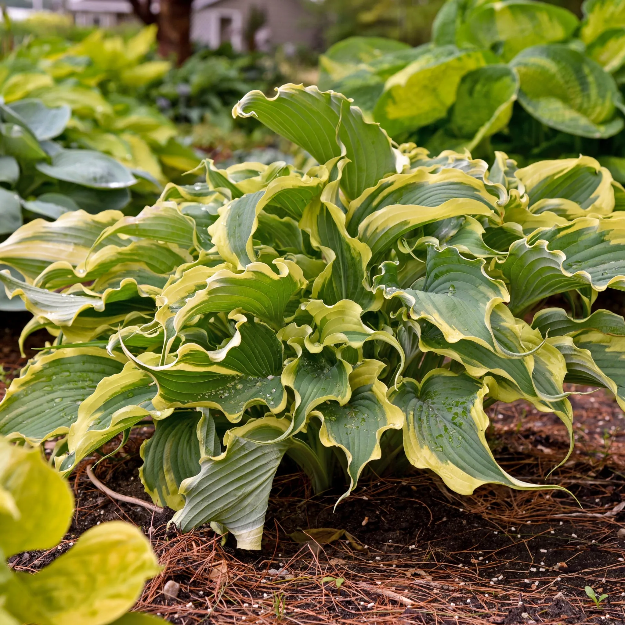 Voices in the Wind Hosta PP33265