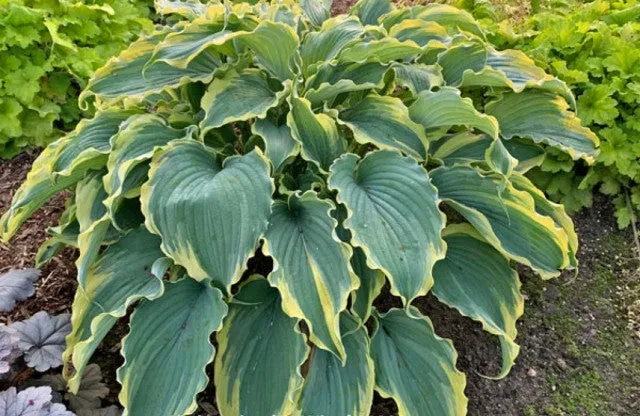 Voices in the Wind Hosta PP33265