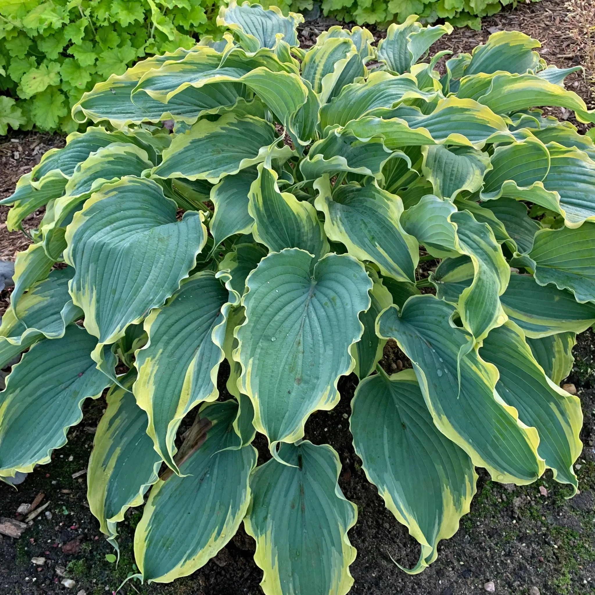 Voices in the Wind Hosta PP33265