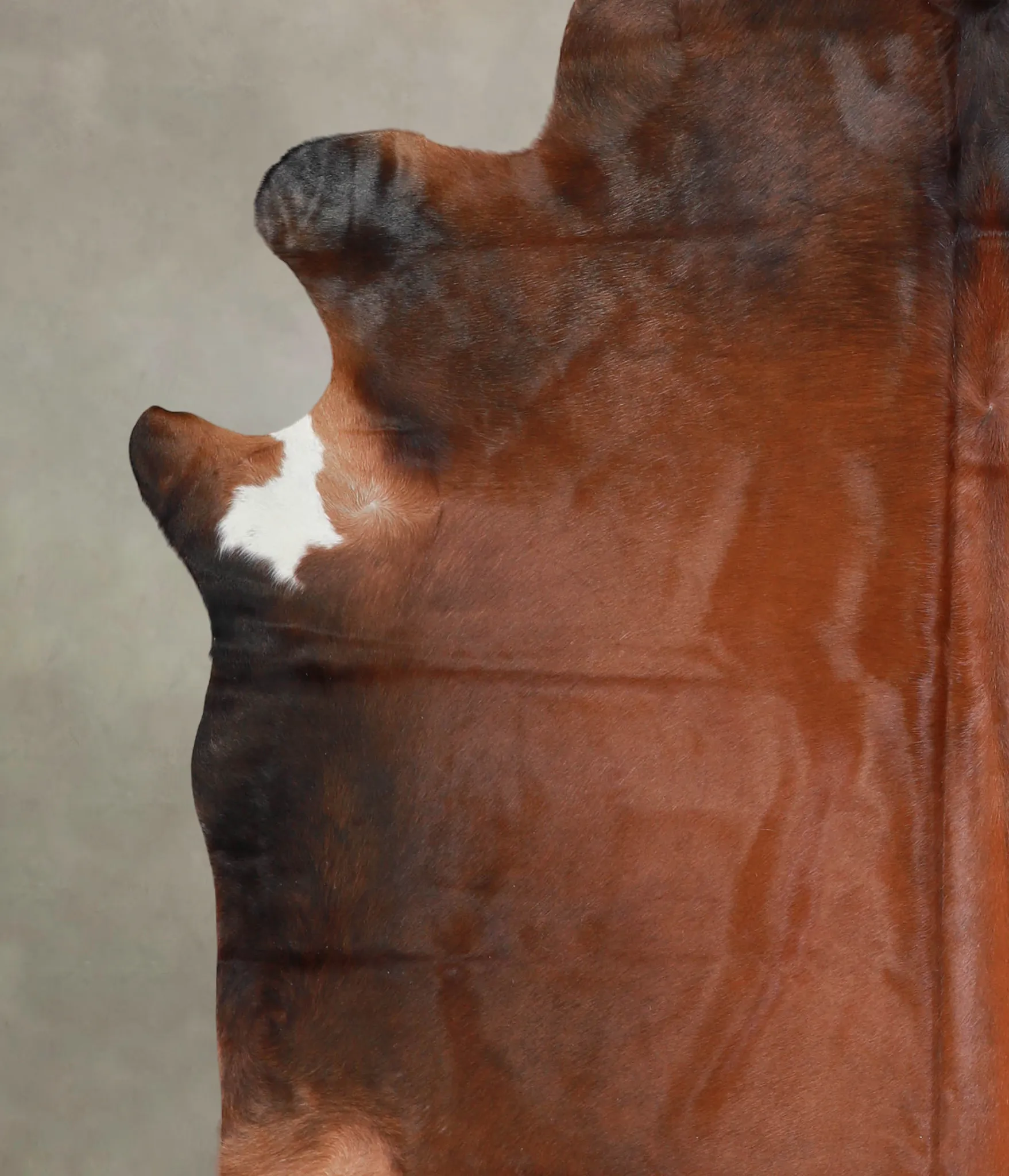 Warm Caramel XX-Large Brazilian Cowhide Rug 7'6"H x 7'5"W #A24611 by Hudson Hides