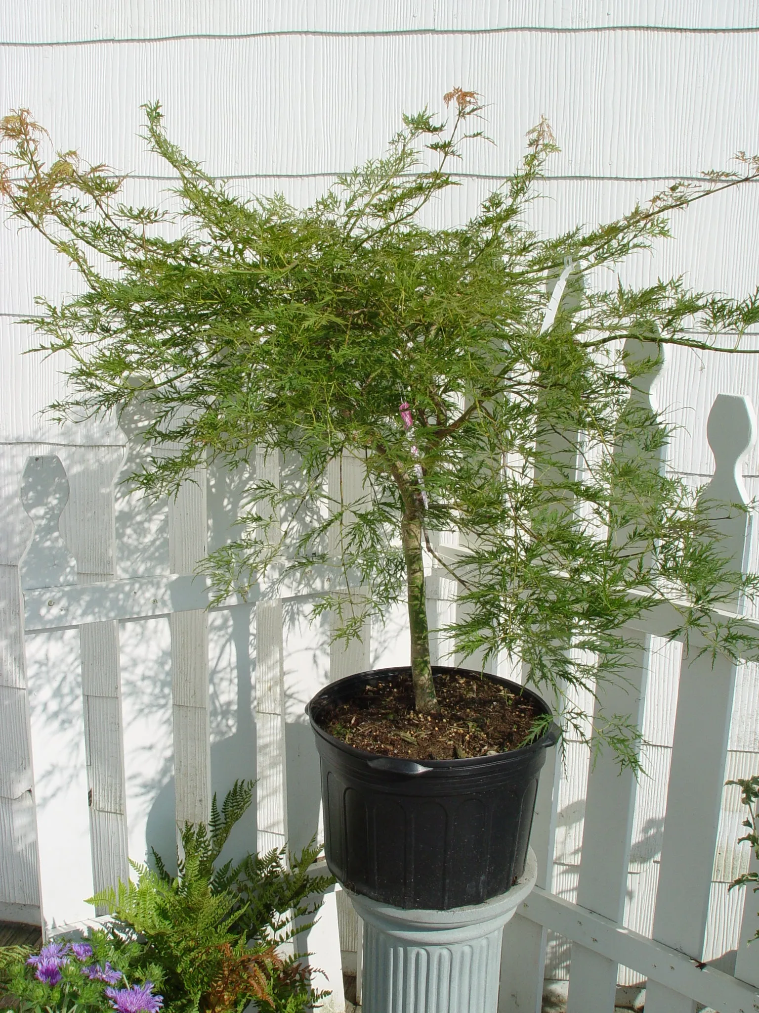 Waterfall Threadleaf Weeping Japanese Maple