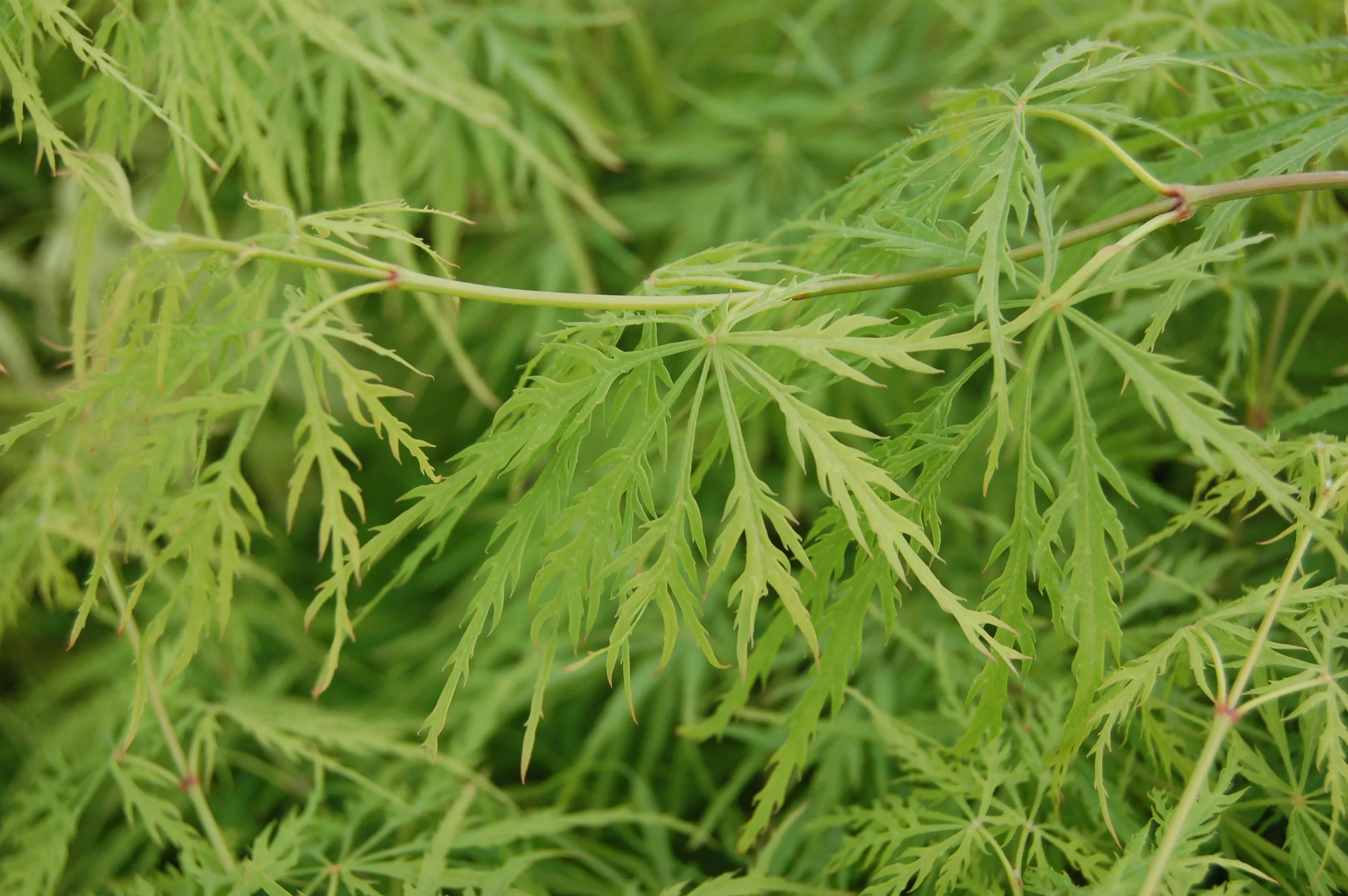 Waterfall Threadleaf Weeping Japanese Maple