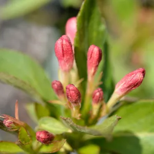 Weigela 'All Summer Peach' 9cm (PRE ORDER MARCH 2025)