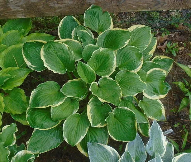 Whatever Hosta