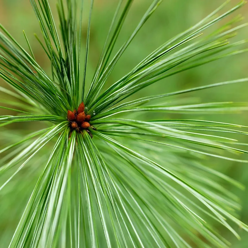 White Pine Essential Oil