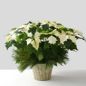 White Poinsettia (Medium)