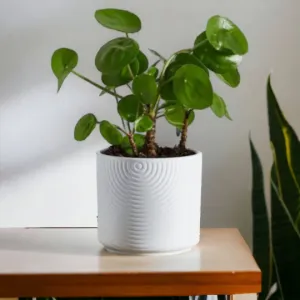 White Ripple Effect Ceramic Plant Pot