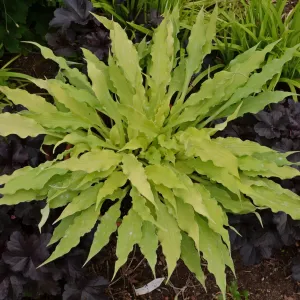 Wiggles and Squiggles Hosta